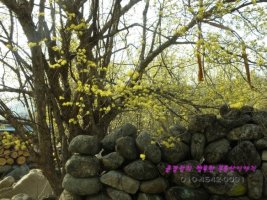 구례 산수유꽃축제 봄나들이 다녀왔습니다^^