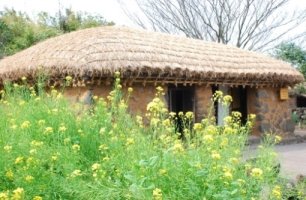 제주도 유채꽃 여름에도 볼수있나요?