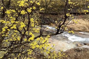 산수유꽃마을로 봄 마중가세" 구례 산수유꽃축제