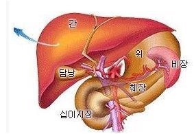 인체의 장기가 각각 하는 일