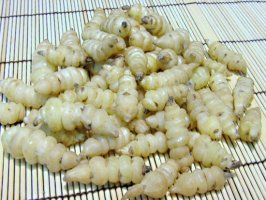 초석잠(석잠풀)