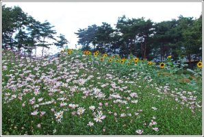 정읍 구절초 축제