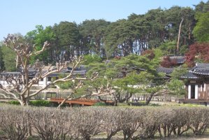 산청 황매산 철쭉 / 강릉 선교장