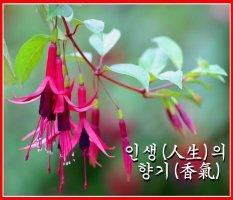 향기 이미지