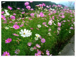 가을 바람 ,.... 이해인