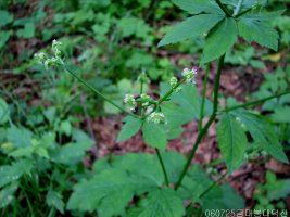 참반디 Sanicula chinensis