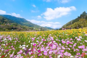 정읍 구절초축제