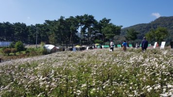 ■ 정읍 구절초 축제 ■