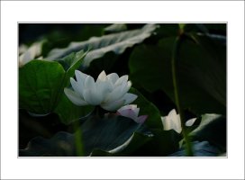 관곡지..12-6