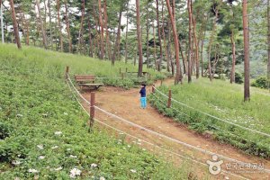 정읍 구절초축제 2019 일정, 가는길, 입장료 알아보기