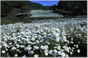 정읍 구절초축제