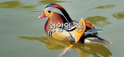 원앙의 봄