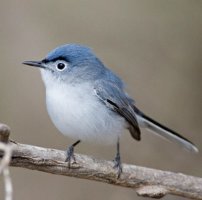 전 세계 지구상의 동물 (파 - 2)