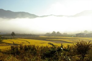 가을 황금들녁 . .