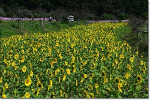 정읍구절초 축제