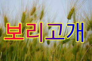 보리고개 이미지