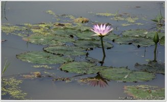 관곡지연꽃1~[090730]