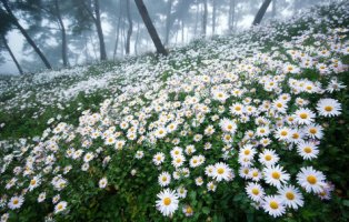 정읍 구절초 축제에서 가을정취 느껴보세요~