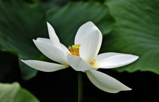 관곡지(15.7.19)2