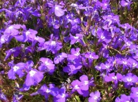 로벨리아(lobelia) 이미지