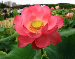 관곡지(官谷池)의 수련(1/3)