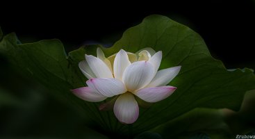 관곡지 (07/11)