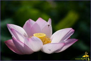 관곡지 연꽃