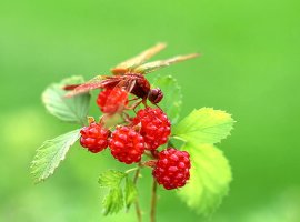 향수에젖는 하모니카(고추잠자리)