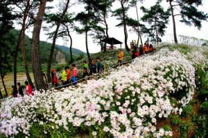 가을의 서정을 만끽할 수 있는 제10회 정읍 구절초축제