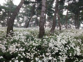 정읍 구절초 축제 2017 일정