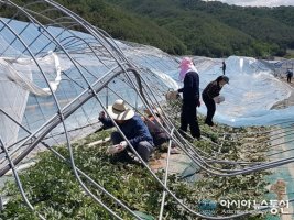 경상북도농축산 유통국, 옹피해 지역 일손 서로 돕기