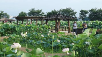 시흥 관곡지