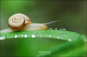 달팽이가 이미지