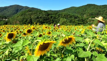 미리 다녀온 정읍 구절초축제장소!