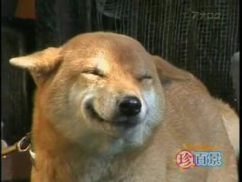 笑う犬