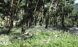 정읍 구절초 축제 ---(2)