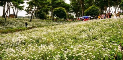 제13회 정읍 구절초 축제