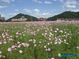 이 가을, 진양호 코스모스축제 어때요