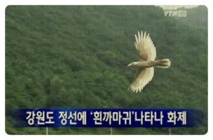 까마귀 날자 배 떨어진다~~~다