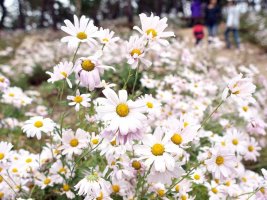 2012.10.20]정읍구절초축제