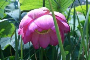 관곡지 연꽃 축제 - 붉은 연꽃