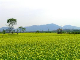 멋진 황금들녁, 유채꽃 관람하기