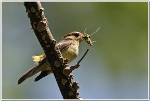 흰눈썹황금새 - 먹이종류 2011/06/07