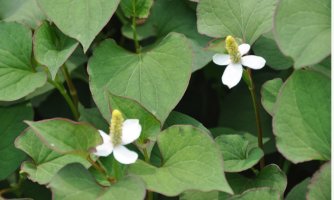 신비의 약초 어성초(魚腥草)
