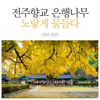 [여행]전주 향교 은행나무