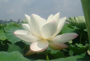 최초의 연(蓮) 재배지 시흥 관곡지(官谷池)