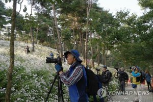 정읍 구절초 축제에 사진작가 '북적'