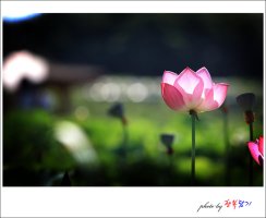 2010 관곡지의 연꽃들