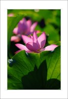 관곡지..10-11