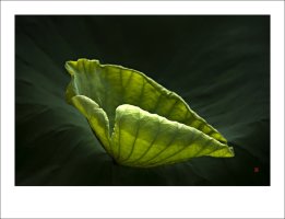 관곡지